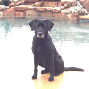 Meet your Posher, Raleigh